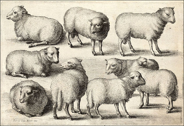20120529-wool Wenceslas_Hollar_-_Nine_sheep.jpg